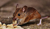 24 Hour & Emergency Exterminators in Reedsburg, WI